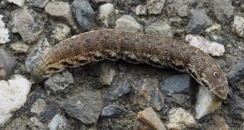 Réf. 188 448 : Proserpinus proserpina